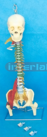 GIANT MULTIFUNCTIONAL FLEXIBLE VERTEBRAE SYNTHESIS DEMONSTRATION MODEL (H TYPE)